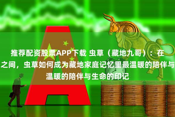 推荐配资股票APP下载 虫草（藏地九哥）：在草原与雪山之间，虫草如何成为藏地家庭记忆里最温暖的陪伴与生命的印记