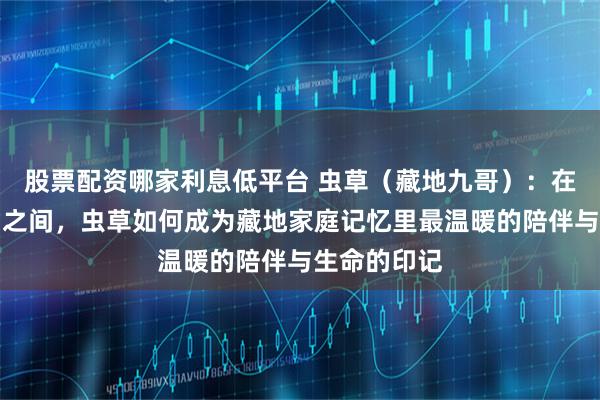 股票配资哪家利息低平台 虫草（藏地九哥）：在草原与雪山之间，虫草如何成为藏地家庭记忆里最温暖的陪伴与生命的印记